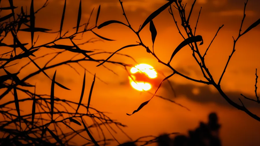 Sunset Through the Branches