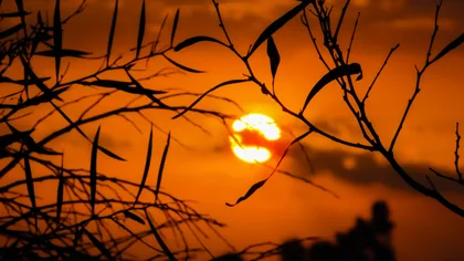 Sunset Through the Branches