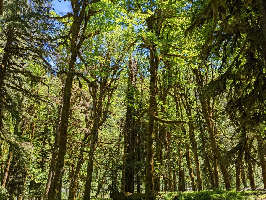 Mossy Woodland