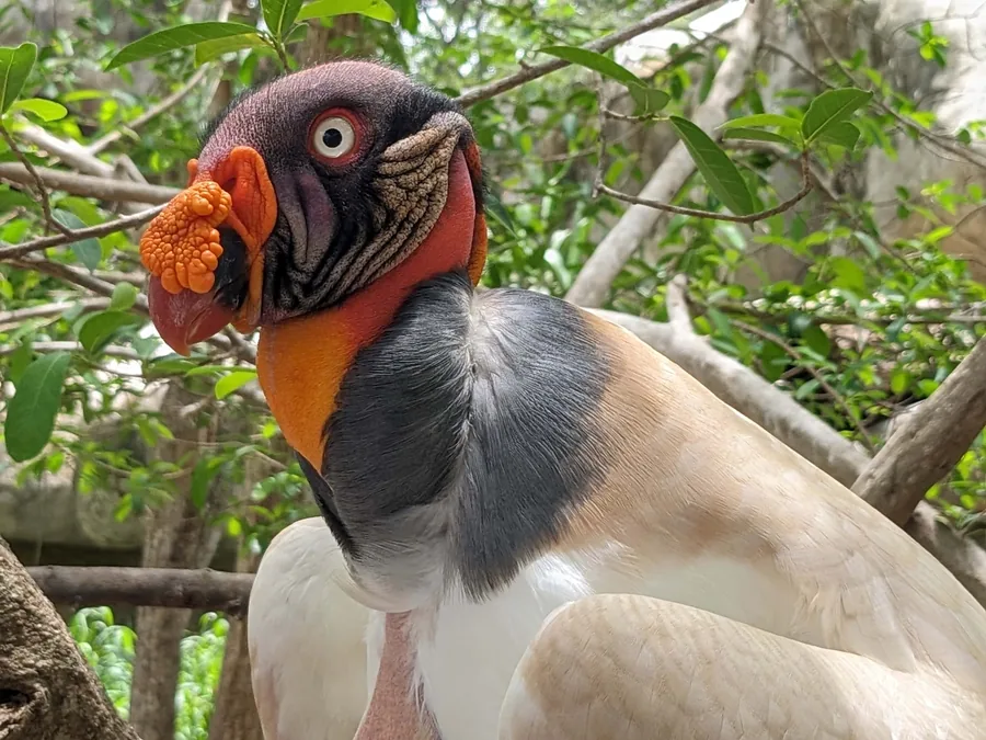The King Vulture