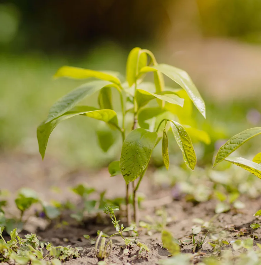 Walnut Sapling