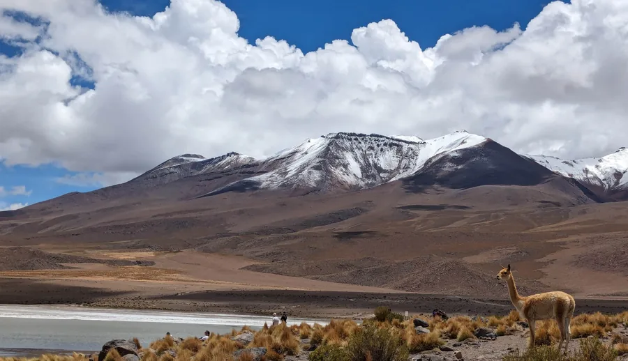 A Vicuna by the Lake