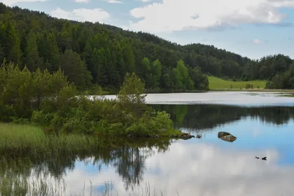 Ein stiller See zwischen Kiefern