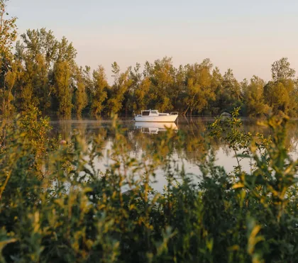 Ein Boot zwischen Weiden
