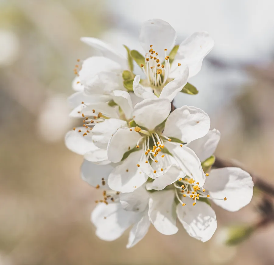 Blossom in the Morning Light