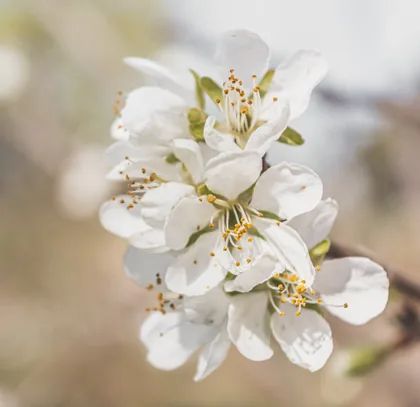 Blüten im Morgenlicht
