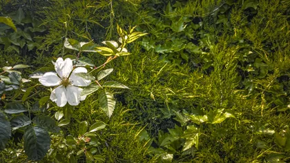 Wildrose in der Hecke