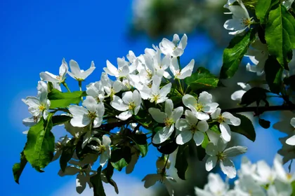 Apfelblüte vor blauem Himmel