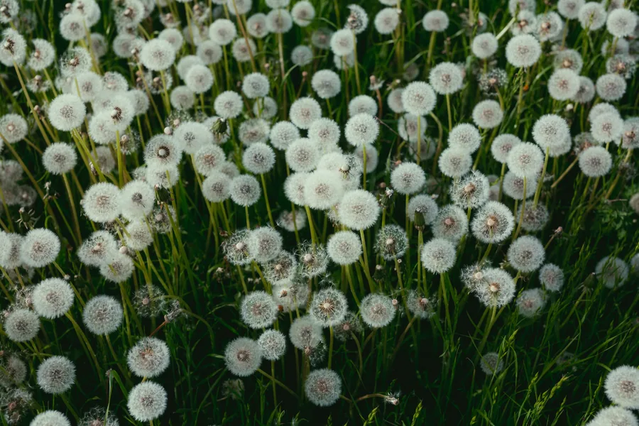 Dandelion Clocks