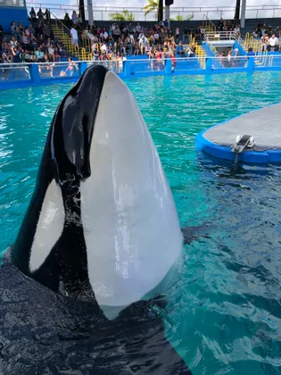 Ein Orca im Becken