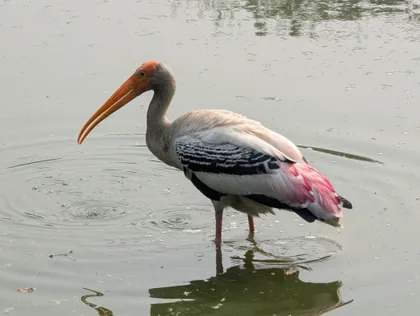 Buntstorch im Flachwasser