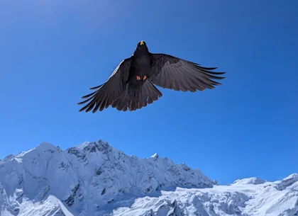 Alpendohle über dem Schnee