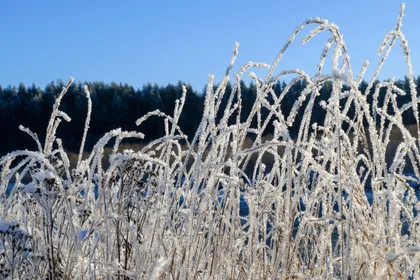 Gefrorenes Gras und blauer Himmel