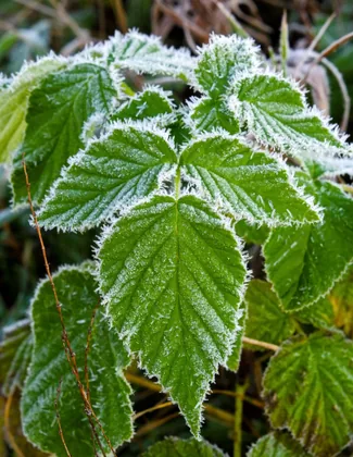 Frost auf grünen Blättern