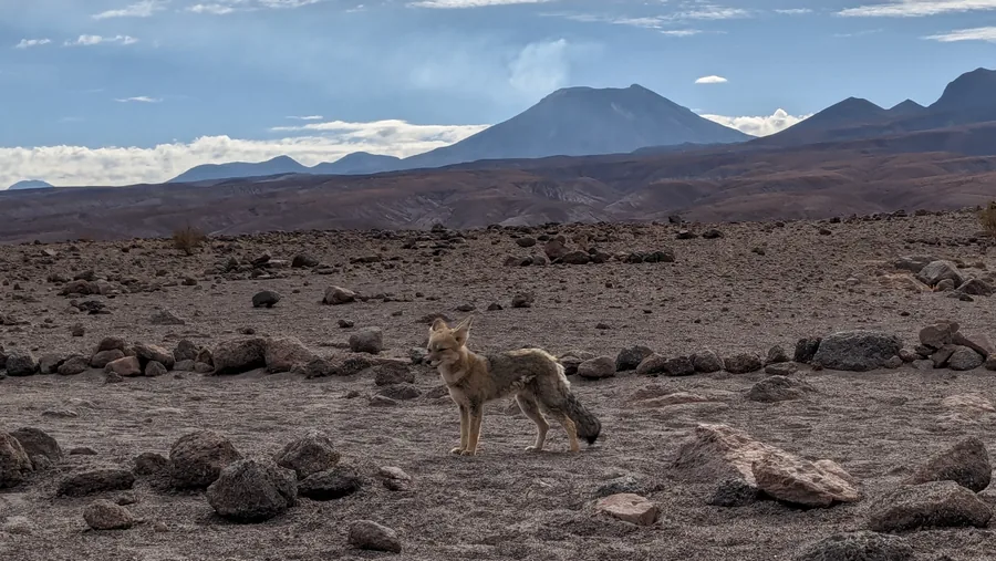 Fox in the High Desert