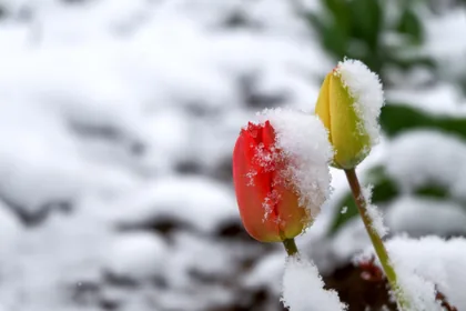 Tulpen unter frischem Schnee